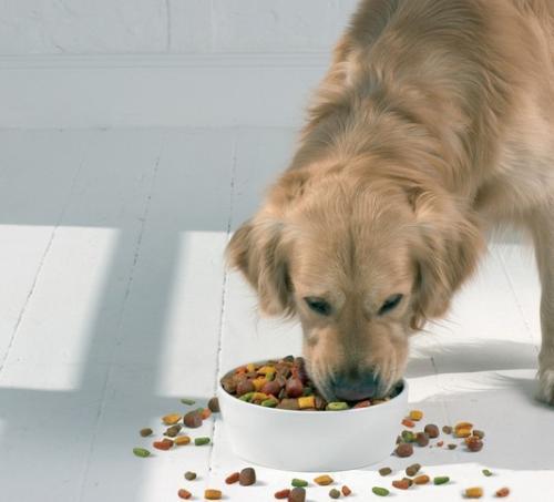 必備毛小孩飼料推薦/給狗吃零食堅持這五大準則！讓汪星人吃的開心更健康 寵兒產文 第1張