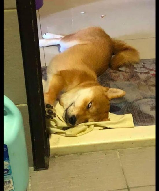 柴犬躺在廁所裡就睡著了，還翻著白眼，睡相醜的也是沒誰了！ 寵物 第1張