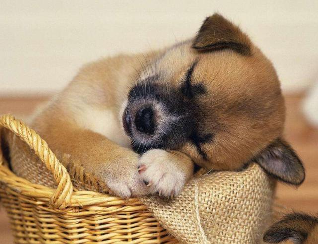 狗狗的性格，可以從這6種睡姿中放映出來，那你家的屬於哪種 寵物 第1張