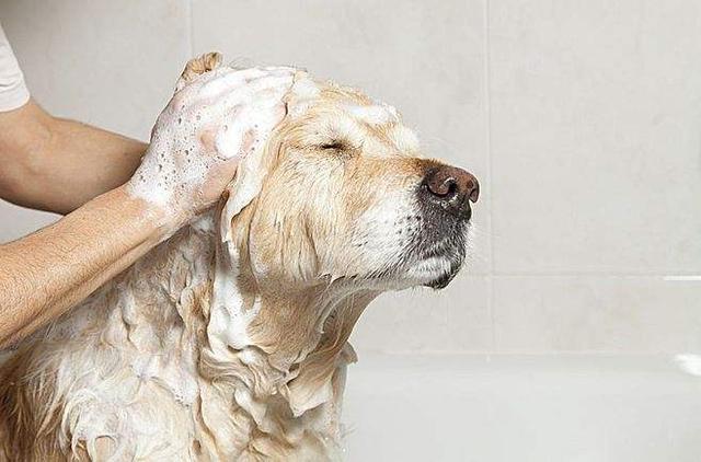推薦網購狗用品/幫助狗狗護理不只是洗乾淨或弄漂亮，而是優良的「親子遊戲」 寵兒產文 第1張