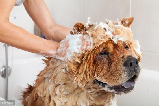 狗洗毛精推薦-為什麼狗狗不愛洗澡，但卻喜歡玩水？這其中有何秘密？ 未分類 第1張