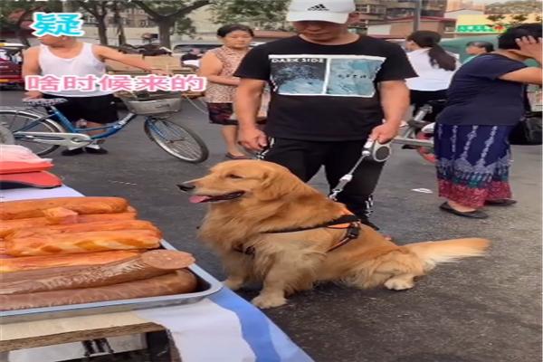 金毛買過香腸之後，還不忘回頭要「贈品」，這狗好會做買賣啊 寵物 第1張