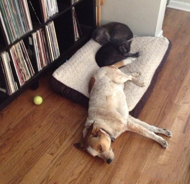 寵物睡墊推薦/當狗狗的床墊被霸占後 它們的表情是這樣子滴 寵兒產文 第1張