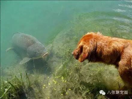 狗狗和鯉魚的深情對視，這是一個跨越種族的愛情 寵物 第1張