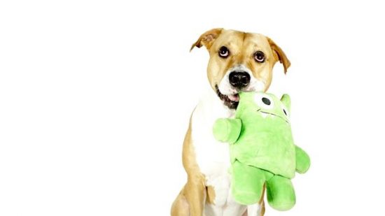 寵物用品推薦/如何給狗狗挑玩具？三點建議讓你買到適合它，它又愛玩的玩具 未分類 第1張