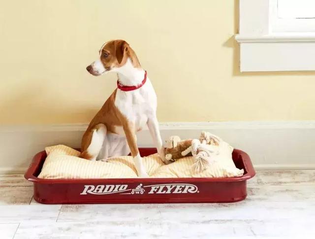 寵物睡墊推薦/DIY狗床，10種方式改變狗狗的生活 寵兒產文 第1張