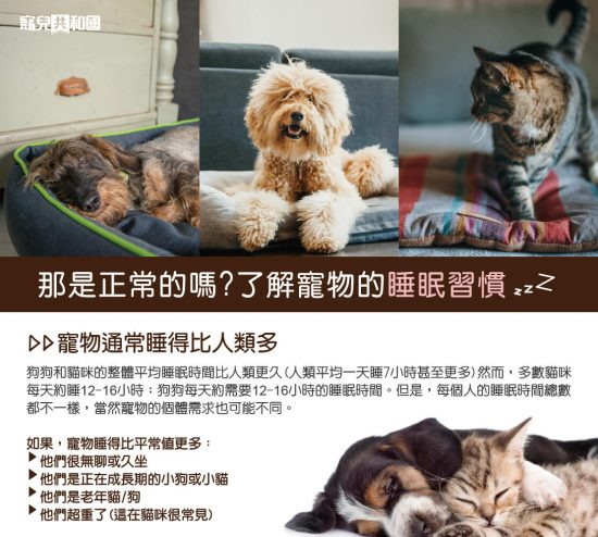 【寵兒小教室】貓貓狗狗的睡眠習慣 未分類 第1張