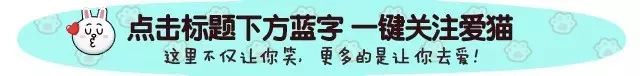 若某天流浪貓主動跟著你、接觸你，請不要吝嗇你的愛心。 寵物 第1張