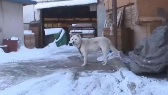 鏟屎官做了一個狗屋，結果狗子不肯進屋寧願睡雪地，原因令人反思 寵物 第1張