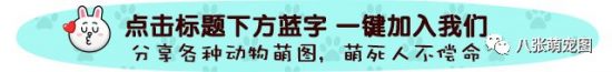 世上最聰明的狗狗去世：能聽懂1022個英語單詞，汪界智商的巔峰存在！ 寵物 第1張