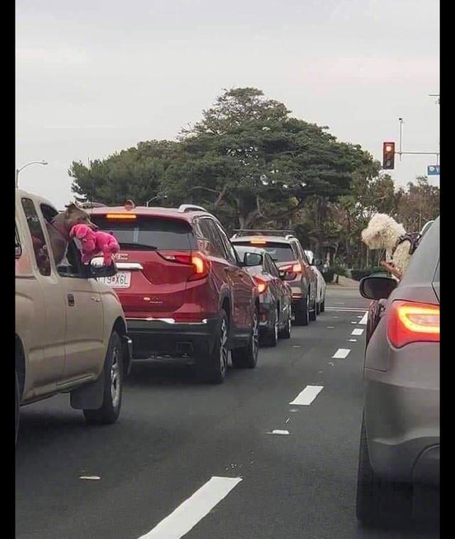 主人開車等紅燈時，狗狗卻叼著玩具向對面車裡的狗炫耀：你有嗎？ 寵物 第1張