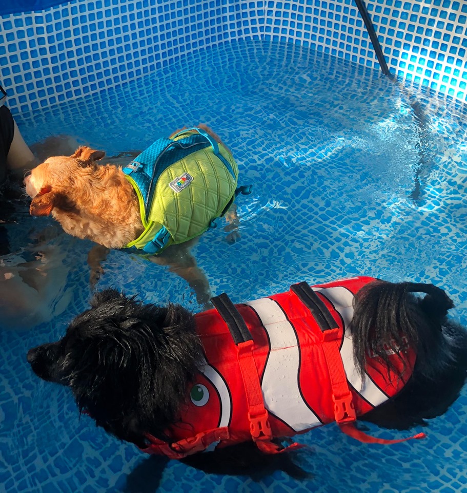 【狗狗游泳】狗狗救生衣/狗狗游泳玩水必備！ 寵兒共和國 第12張