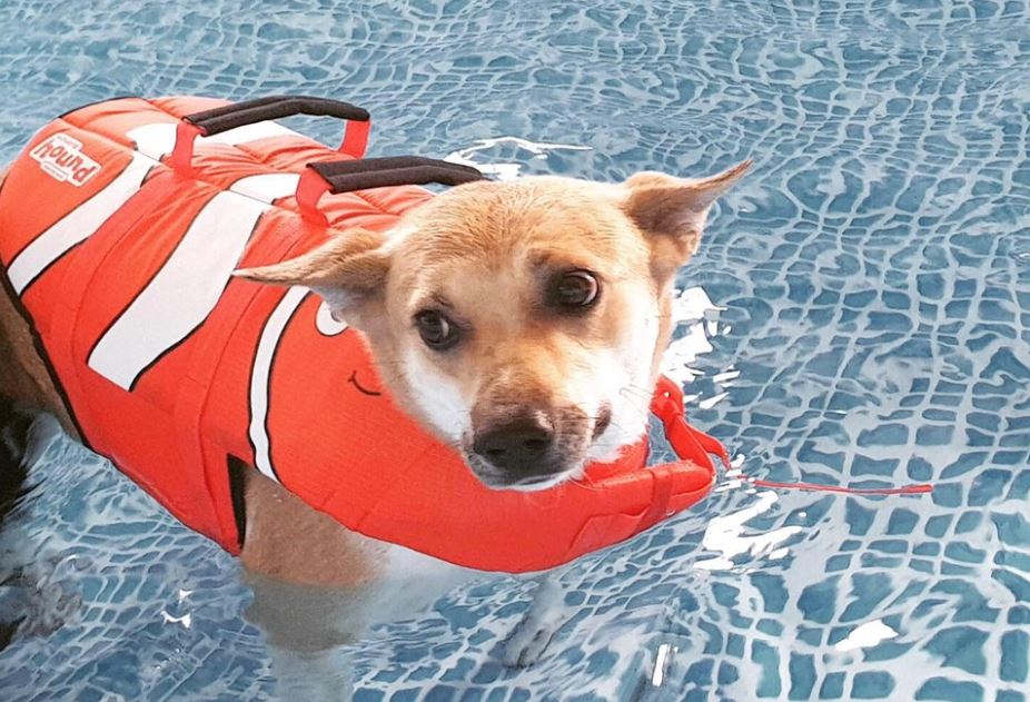 【寵兒外出】初次帶狗狗游泳的注意事項！ 未分類 第2張