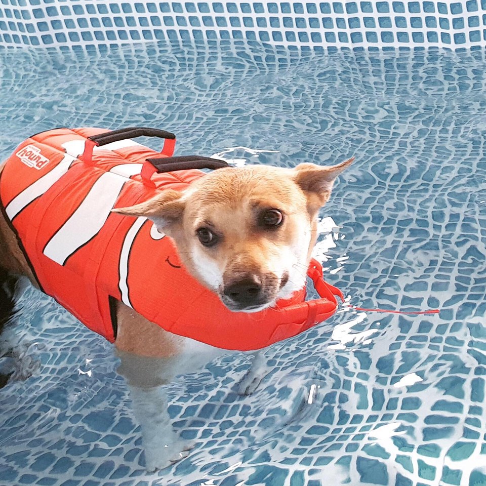 【狗狗游泳】十個買狗狗專用救生衣/泳衣的理由！ 寵兒共和國 第2張