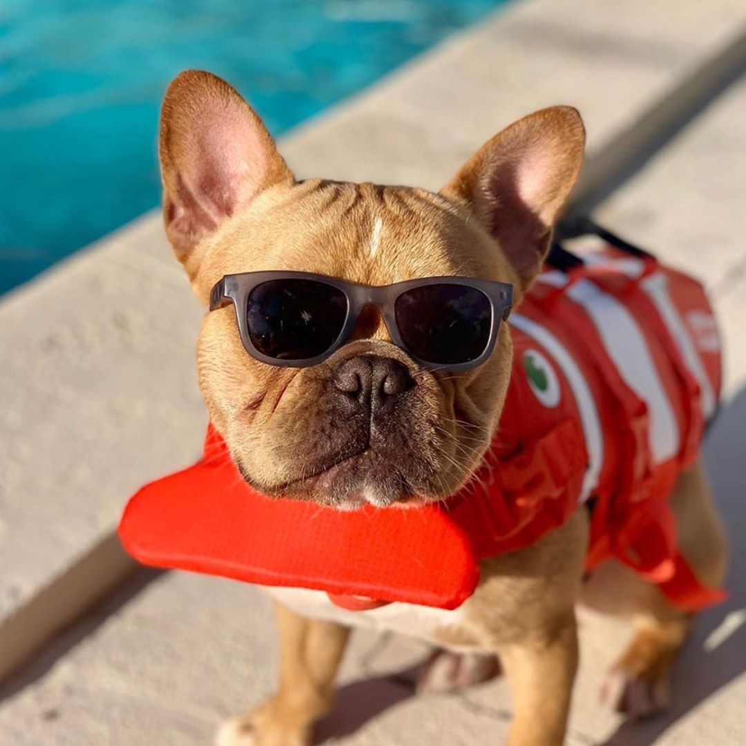 【狗狗游泳】十個買狗狗專用救生衣/泳衣的理由！ 寵兒共和國 第6張