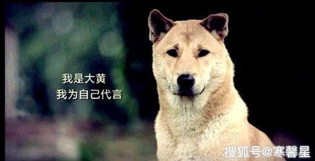 中華田園犬到底做錯了什麼？憑什麼被世界除名？ 寵物 第1張