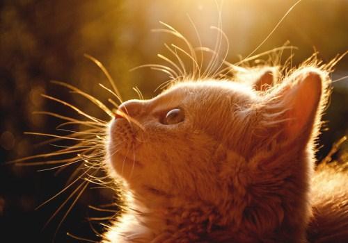 貓洗澡用品推薦/貓咪常見的5種皮膚病，了解它們的來源，從根源預防吧！ 寵兒產文 第1張