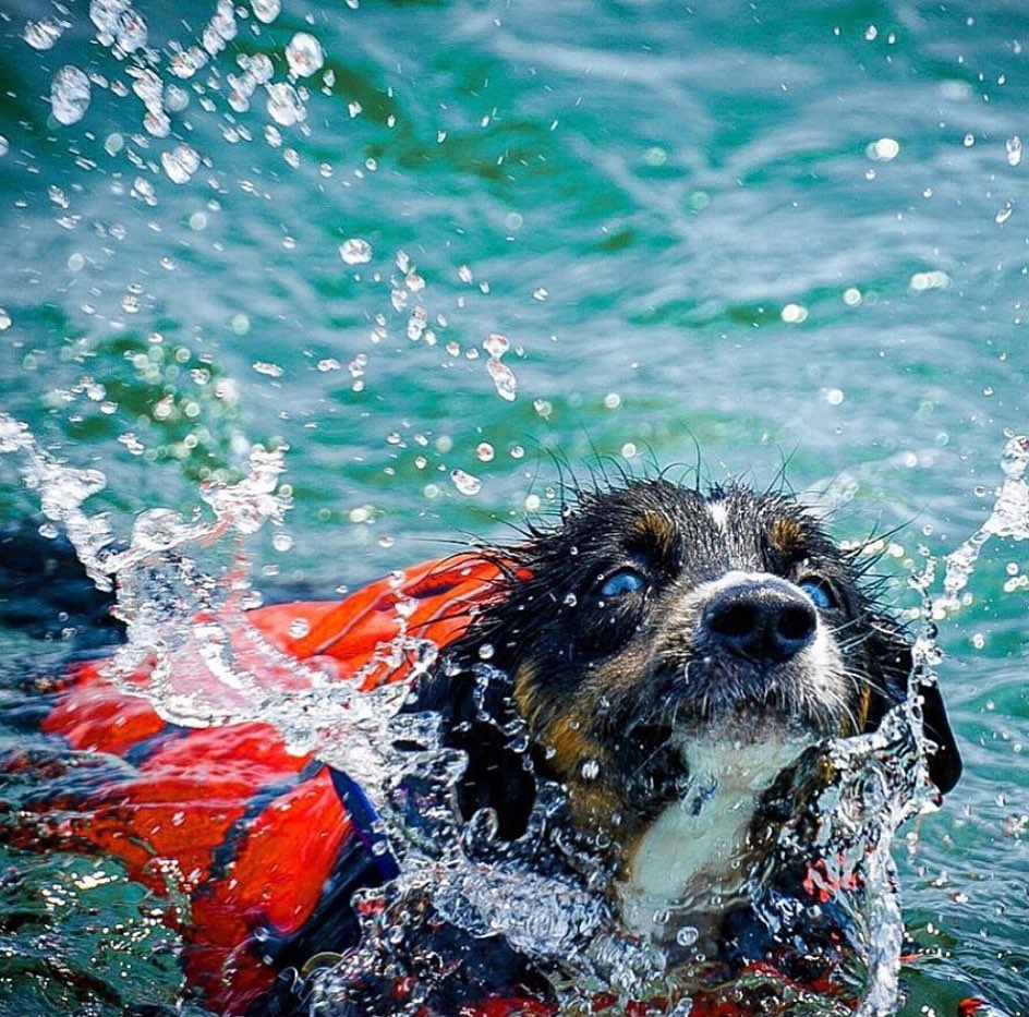 【狗狗游泳】狗狗救生衣/狗狗游泳玩水必備！ 寵兒共和國 第2張