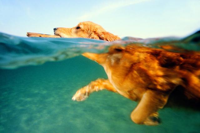 狗洗毛精推薦-第一次帶狗狗去遊泳，為什麼還要救生衣？狗狗泳池安全提示！ 寵兒產文 第1張