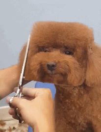 美容師給泰迪設計了新發型，看起來像個紙盒子！狗：我好方啊！ 寵物 第1張