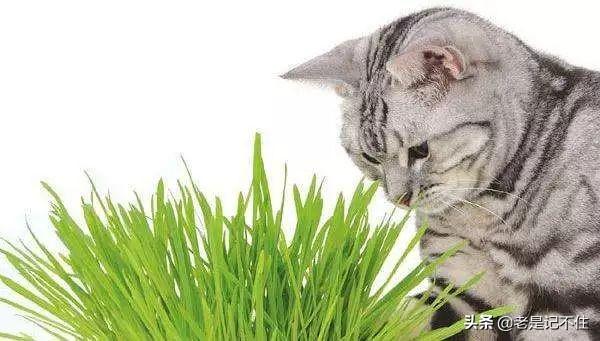吸引貓必備用品-貓草是什麼，貓草對貓有哪些作用 寵兒產文 第1張