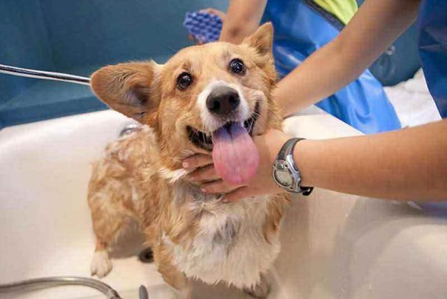 狗洗澡用具推薦/狗狗喜歡遊泳，為什麼對洗澡這麼抗拒？其實是3個原因造成的 寵兒產文 第1張