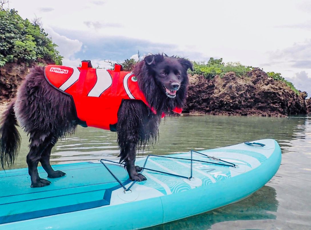 【寵兒外出】初次帶狗狗游泳的注意事項！ 寵兒共和國 第1張