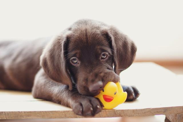 貓狗玩具推薦-狗狗為什麼喜歡吱吱響的玩具？它們不是在玩，是被激起了狩獵本能 未分類 第1張