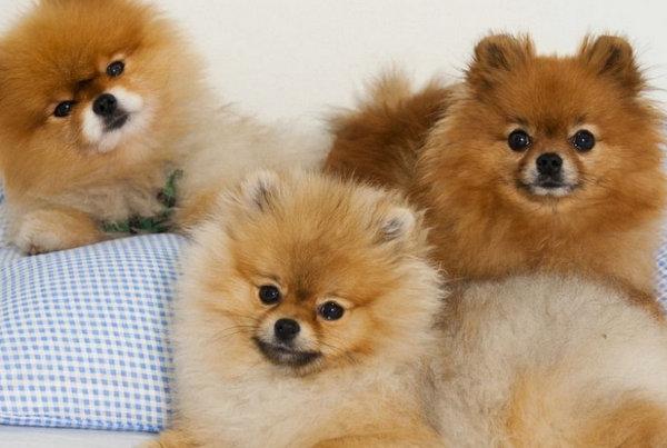 地球上10大最適合家養的高顏值狗狗，博美榜首，你最喜歡哪種？ 寵物 第1張