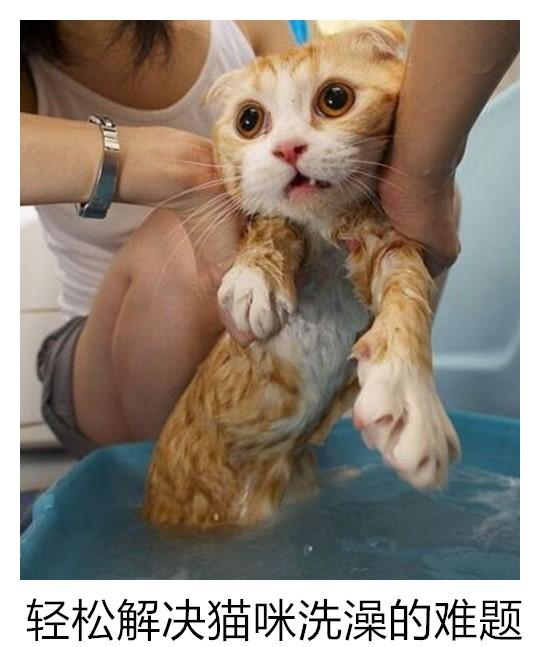 貓洗澡用品推薦/如何給傲嬌的貓咪洗澡，這三個小技巧你一定要學會！ 寵兒產文 第1張