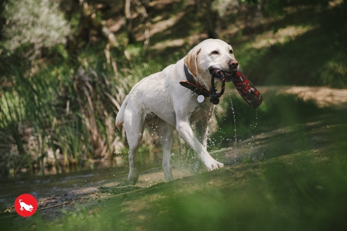 【狗狗玩具箱】狗狗游泳時也能同時訓練！ 寵兒共和國 第2張