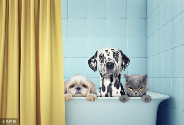 狗狗的主人，給狗狗洗澡，你要知道這些 寵物 第1張