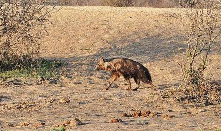 雄獅外出獵食偶遇落單鬣狗，反擊又引來一隻獅子，真是冤家路窄 寵物 第1張