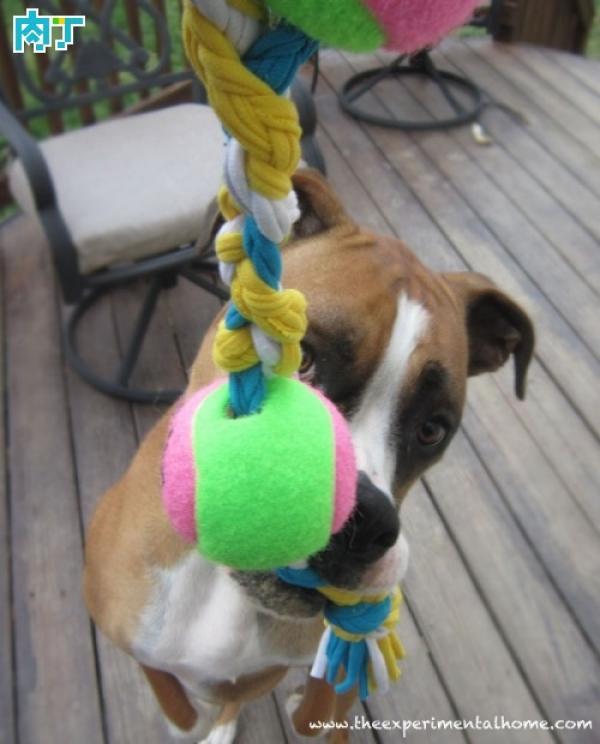 推薦網購狗用品-十一款可喜好玩的狗狗玩具DIY制作圖片欣賞 未分類 第1張