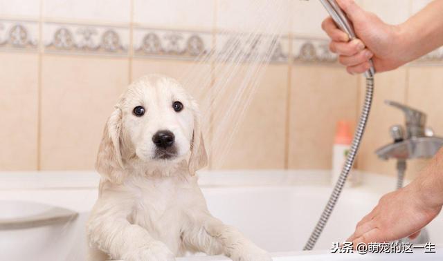 推薦網購狗用品/如果你在家都這樣給狗洗澡，那你家狗體質不差就怪了 寵兒產文 第1張