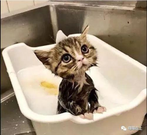 貓洗澡用品推薦/你有給你家的貓主子洗過澡嗎？這裡教你幾個小技巧 寵兒產文 第1張