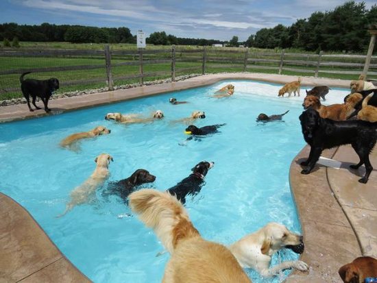 推薦網購狗用品/夏天想帶狗狗遊泳，但它怕水怎麼辦？2個教狗狗遊泳的方法 寵兒產文 第1張