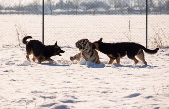 西伯利亞虎與三只德國牧羊犬一同相處會發生什麼事呢?結局你絕對想不到! 未分類 第1張