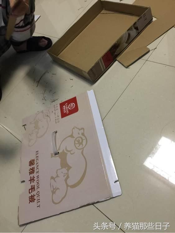 吸引貓必備用品/放棄紙盒自制貓抓板，又省了幾十塊錢～ 寵兒產文 第1張