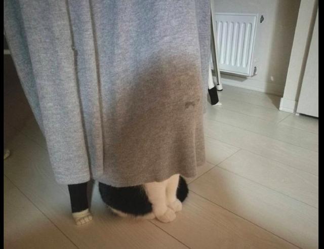 貓咪藏在衣服的後面，爪子還露在外面，這躲貓貓的水平不過關啊！ 寵物 第1張