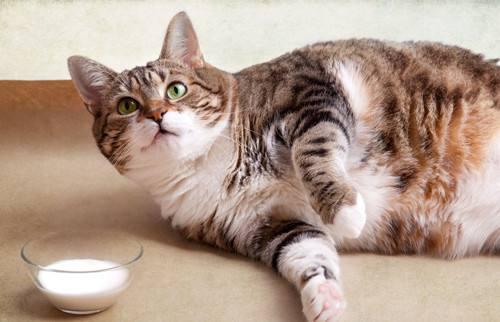 貓營養品推薦/日常除了喂貓糧以外，還可以喂貓咪哪些食物補充營養呢？ 寵兒產文 第1張