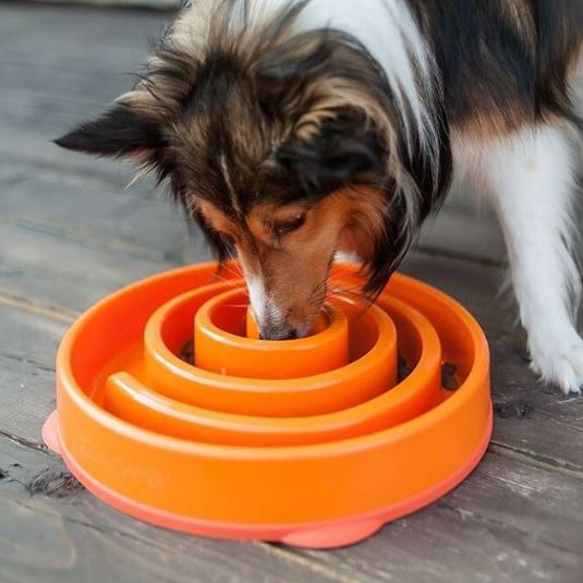 【寵物慢食碗推薦】家裡狗狗吃太快噎到，怎樣才能讓他慢慢吃？ 未分類 第8張