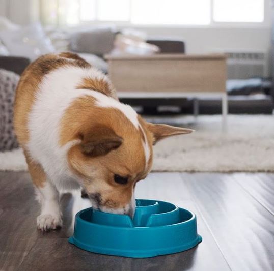 【寵物慢食碗推薦】家裡狗狗吃太快噎到，怎樣才能讓他慢慢吃？ 未分類 第3張