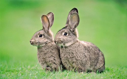 【兔兔の飼養經驗】兔子總吐毛有事嗎，兔子老吐毛有問題嗎 寵物 第1張