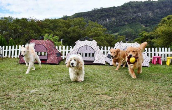 【寵物露營】出門露營這樣玩！狗狗跑跳沒煩惱！ 寵兒共和國 第2張