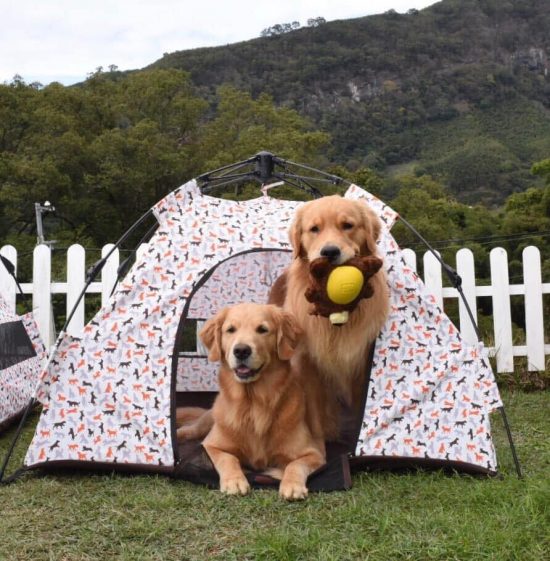 【寵物露營】出門露營這樣玩！狗狗跑跳沒煩惱！ 寵兒共和國 第5張