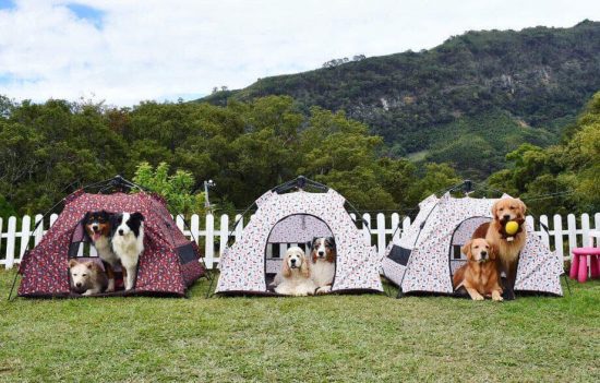 【寵物露營】出門露營這樣玩！狗狗跑跳沒煩惱！ 寵兒共和國 第1張