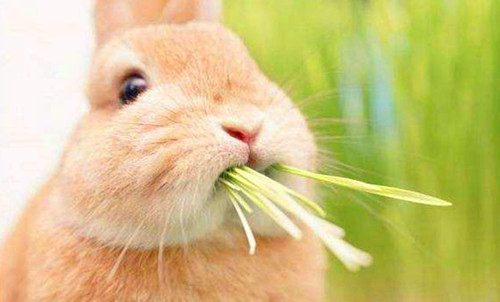 【兔兔の飼養心得】草吃多了兔子會大便不成形嗎 寵物 第1張