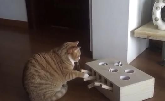 主人遊戲盒子給貓咪，卻發現貓咪「特殊技能」，真成精了！ 寵物 第1張