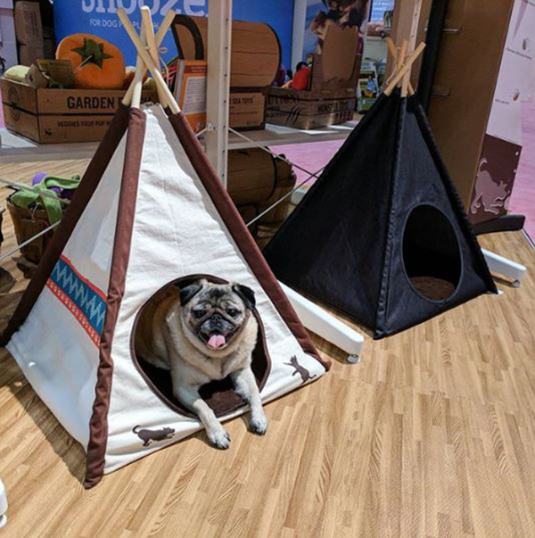 【寵物用品】主子在家也能露營！人氣貓狗帳篷 熱門 第1張